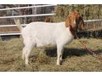 Adopt MILLIE a Sheep / Mixed farm-type animal in Union, MO (36789875)