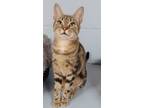 Adopt Eclipse a Bengal, Tabby