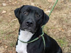 Adopt OTIS a Black American Pit Bull Terrier / Mixed dog in Atlanta