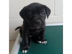 Adopt Pearl a Labrador Retriever, Black Mouth Cur