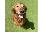 Adopt Journey 6468 a Golden Retriever