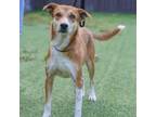 Adopt Miss Boots a Mixed Breed