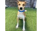 Adopt Miss Boots a Mixed Breed