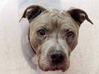 Adopt JULIUS a Gray/Silver/Salt & Pepper - with White American Pit Bull Terrier