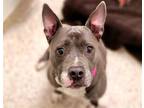 Adopt ZINA a Gray/Silver/Salt & Pepper - with White American Staffordshire