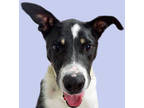Adopt KASH a Black - with White Boxer / Texas Heeler / Mixed dog in Tucson