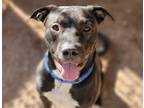 Adopt BISCUIT AKA WILLY a Black - with White American Pit Bull Terrier / Mixed