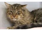 Adopt ARCHER* a Brown Tabby Domestic Longhair / Mixed (long coat) cat in Tucson