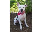 Adopt LUCINDA a White - with Brown or Chocolate Mixed Breed (Medium) / Mixed dog