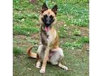 Adopt Journey 20403 a Belgian Shepherd / Malinois