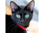 Adopt Hera a Domestic Short Hair