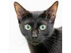 Adopt Amidala a Domestic Short Hair