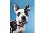 Adopt SUNNY-AVAILABLE BY APPOINTMENT a Pit Bull Terrier, Mixed Breed