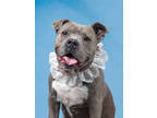 Adopt Sheba - AVAILABLE BY APPOINTMENT a Pit Bull Terrier, Mixed Breed