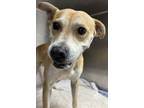 Adopt Shellow a Mixed Breed