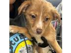 Adopt Apple - ADOPTED a Mixed Breed