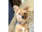 Adopt Naame a Yorkshire Terrier