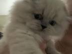 Scottish Fold Kitten Sprinkles