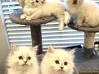 Kissa New Litter 5 Kittens