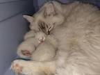 TICA Registered Ragdoll Kittens Coming Soon