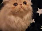 Gorgeous Persian Kitten