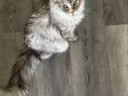 Maine Coon Luna Is Seeking For Boyfriend