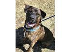 Adopt Bruno~s21/22-0225 a Brindle Terrier (Unknown Type, Small) / Mixed dog in
