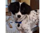 Adopt Zuri a Papillon, Spaniel