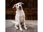 Adopt Marcella a Labrador Retriever, Mixed Breed
