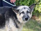 Adopt Minka a Gray/Blue/Silver/Salt & Pepper German Shepherd Dog / Mixed dog in