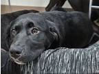 Adopt Audrey a Labrador Retriever, Border Collie