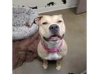 Adopt Jazzy a Pit Bull Terrier, Mixed Breed