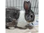 Adopt Pilaf a Grey/Silver Dutch / Other/Unknown / Mixed rabbit in Wheaton