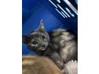 Adopt Pookie a Gray or Blue Domestic Shorthair / Domestic Shorthair / Mixed cat