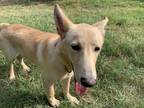Adopt Juliet a Tan/Yellow/Fawn - with White Shepherd (Unknown Type) / Collie /