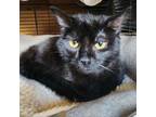 Adopt Porcupine a Domestic Medium Hair