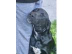 Adopt Kalypso a Black Labrador Retriever / Dalmatian dog in WATERLOO
