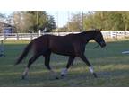 Fancy show prospect! Gorgeous Quality 5 yr 16h TB mare