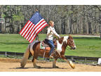 Rami- The perfect sized Bombproof Gypsy Vanner the whole family can enjoy!