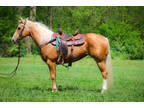 Really Nice Golden Palomino Aqha Registered Mare, Ropes, Ranch, Trail Ride