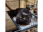 Adopt Fig a Domestic Medium Hair, Domestic Short Hair