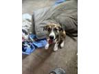 Adopt Gina a Tricolor (Tan/Brown & Black & White) Hound (Unknown Type) / Mixed
