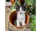 Adopt Panda a White Domestic Shorthair / Mixed cat in Fort Lauderdale