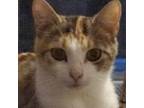 Adopt Dixie a Calico or Dilute Calico Domestic Shorthair / Mixed cat in