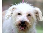Adopt Isla a White Schnauzer (Miniature) / Schnauzer (Miniature) / Mixed dog in