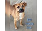 Adopt Rusty a Brown/Chocolate - with White Mixed Breed (Medium) / Mixed dog in