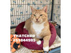 Adopt Thatcher - Stray a Orange or Red Domestic Shorthair / Domestic Shorthair /