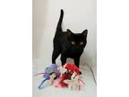 Adopt Bitsie a All Black Domestic Shorthair / Domestic Shorthair / Mixed cat in