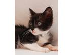Adopt Buffie a All Black Domestic Shorthair / Domestic Shorthair / Mixed cat in
