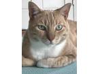 Adopt Palmer a Orange or Red Tabby Domestic Shorthair (short coat) cat in